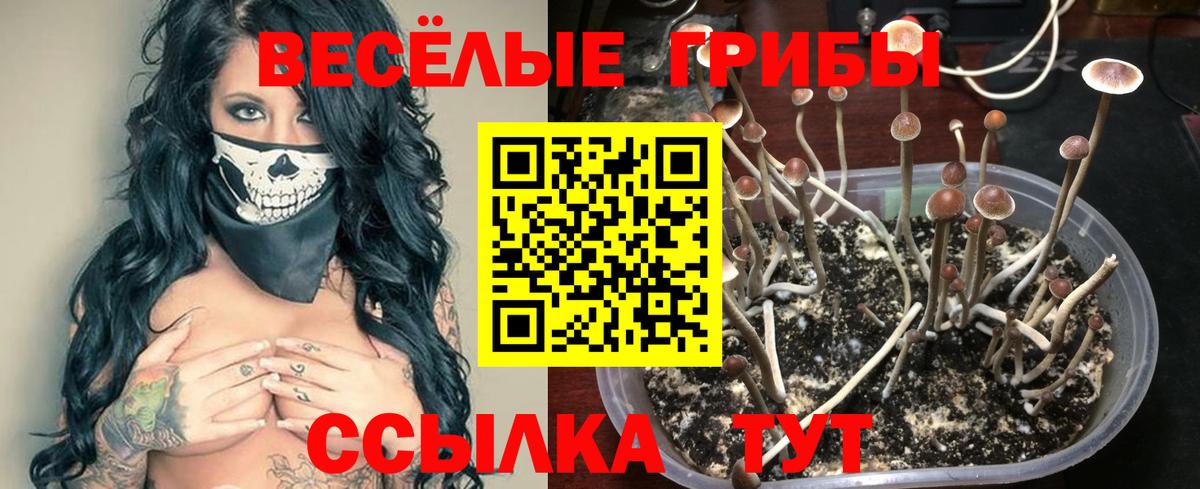 Галлюциногенные грибы Psilocybe Аксай